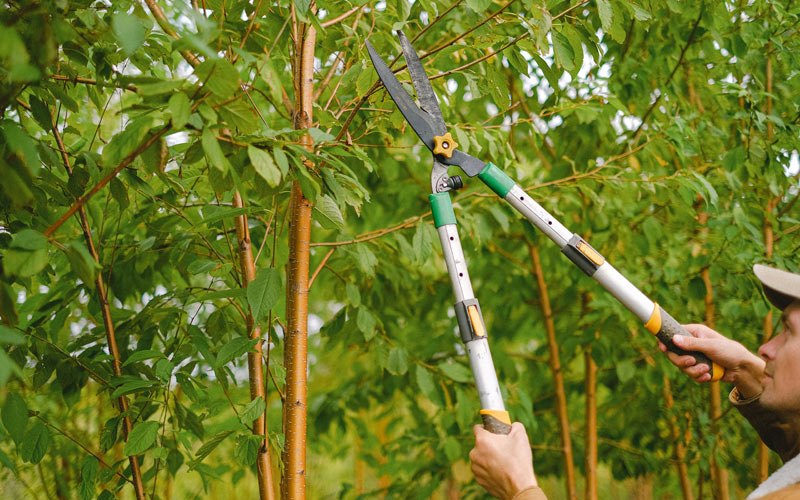 Tree trimming in Bloomville, NY